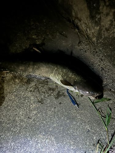 ナマズの釣果