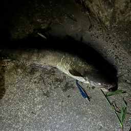 ナマズ