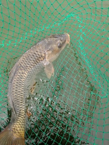 コイの釣果