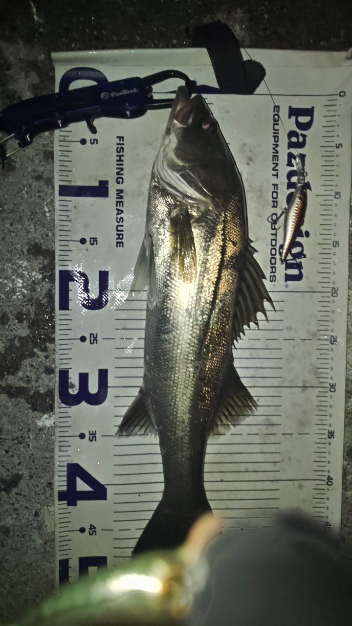 シマノ　　　20　ゾディアス　1610ML　　20　ZODIAS　新品 シマノ(SHIMANO) 20 ゾディアス 1610ML2(ベイト) 301895