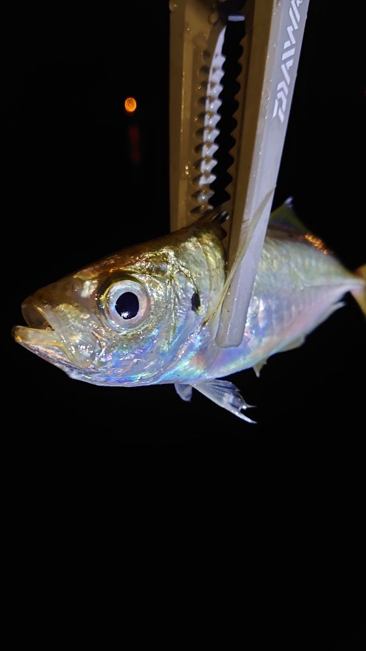 月下美人　MX 64L-S AJING 月下美人MX AJING 64L-s