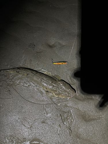 マゴチの釣果