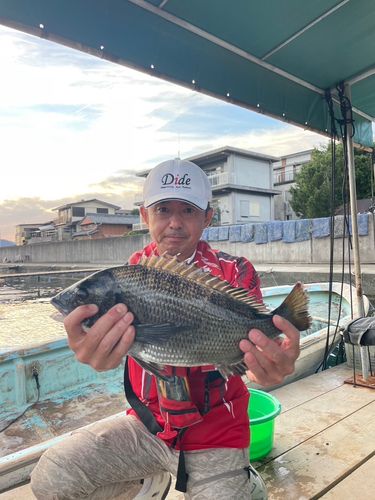クロダイの釣果