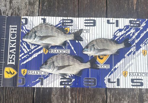 クロダイの釣果