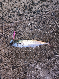 サゴシの釣果