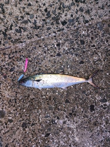 サゴシの釣果