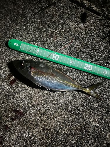 マアジの釣果