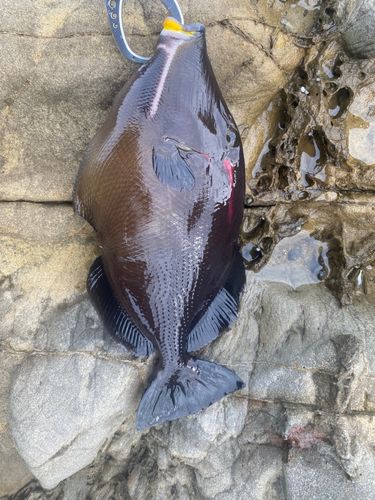 メガネハギの釣果