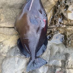 メガネハギ
