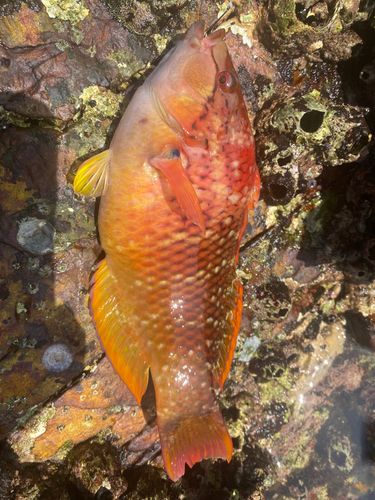 アカササノハベラの釣果
