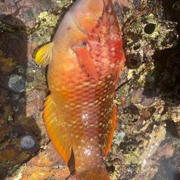 アカササノハベラ