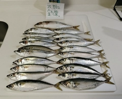サバの釣果