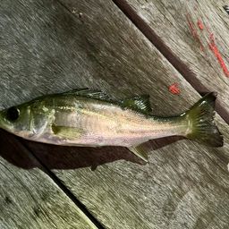 セイゴ（マルスズキ）