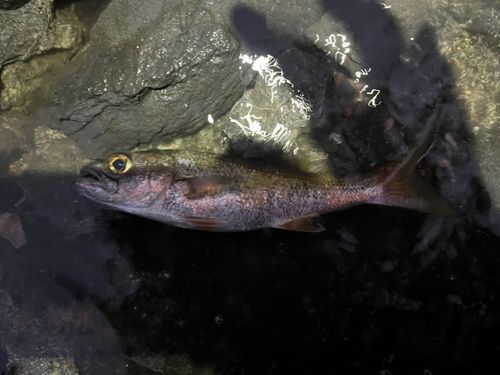 クロムツの釣果