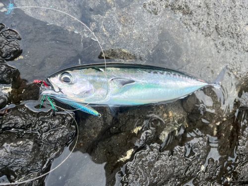 マルソウダの釣果