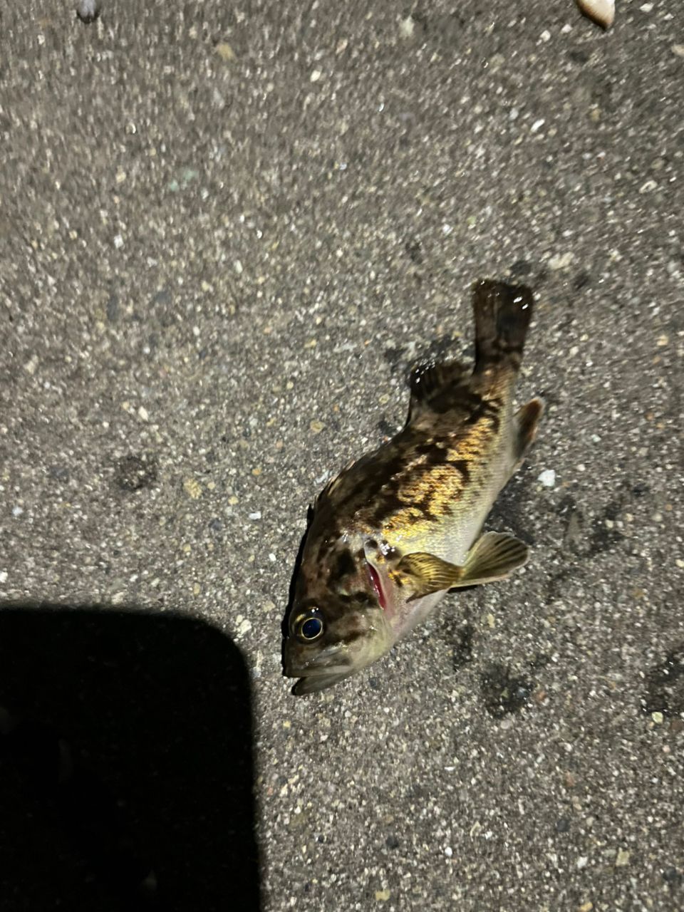 クロソイ