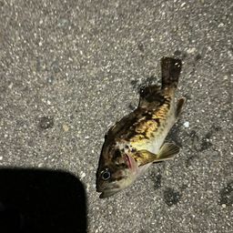 クロソイ