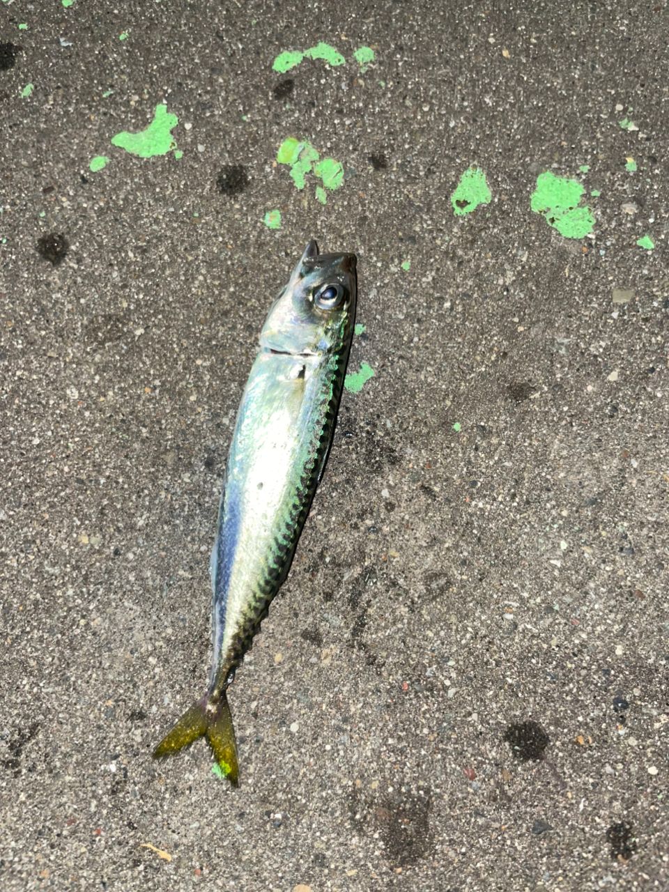 クロソイ