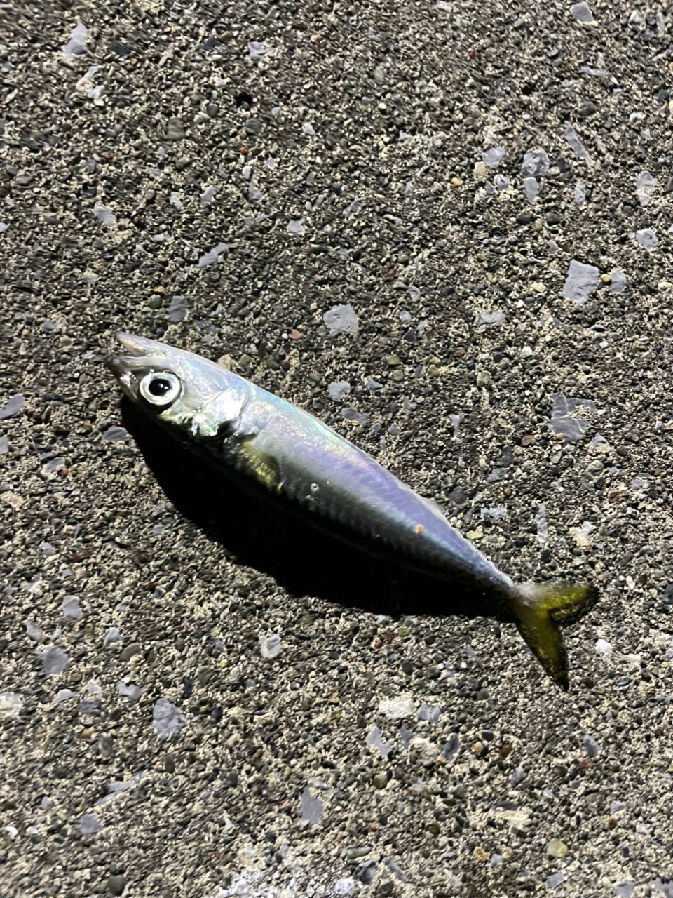 クロソイ