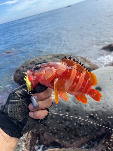 アカハタの釣果