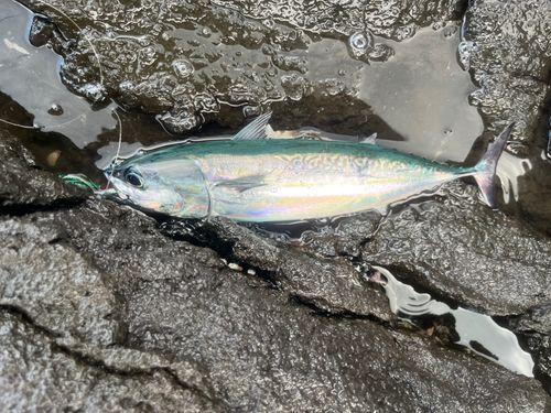 東伊豆