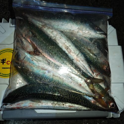 サバの釣果