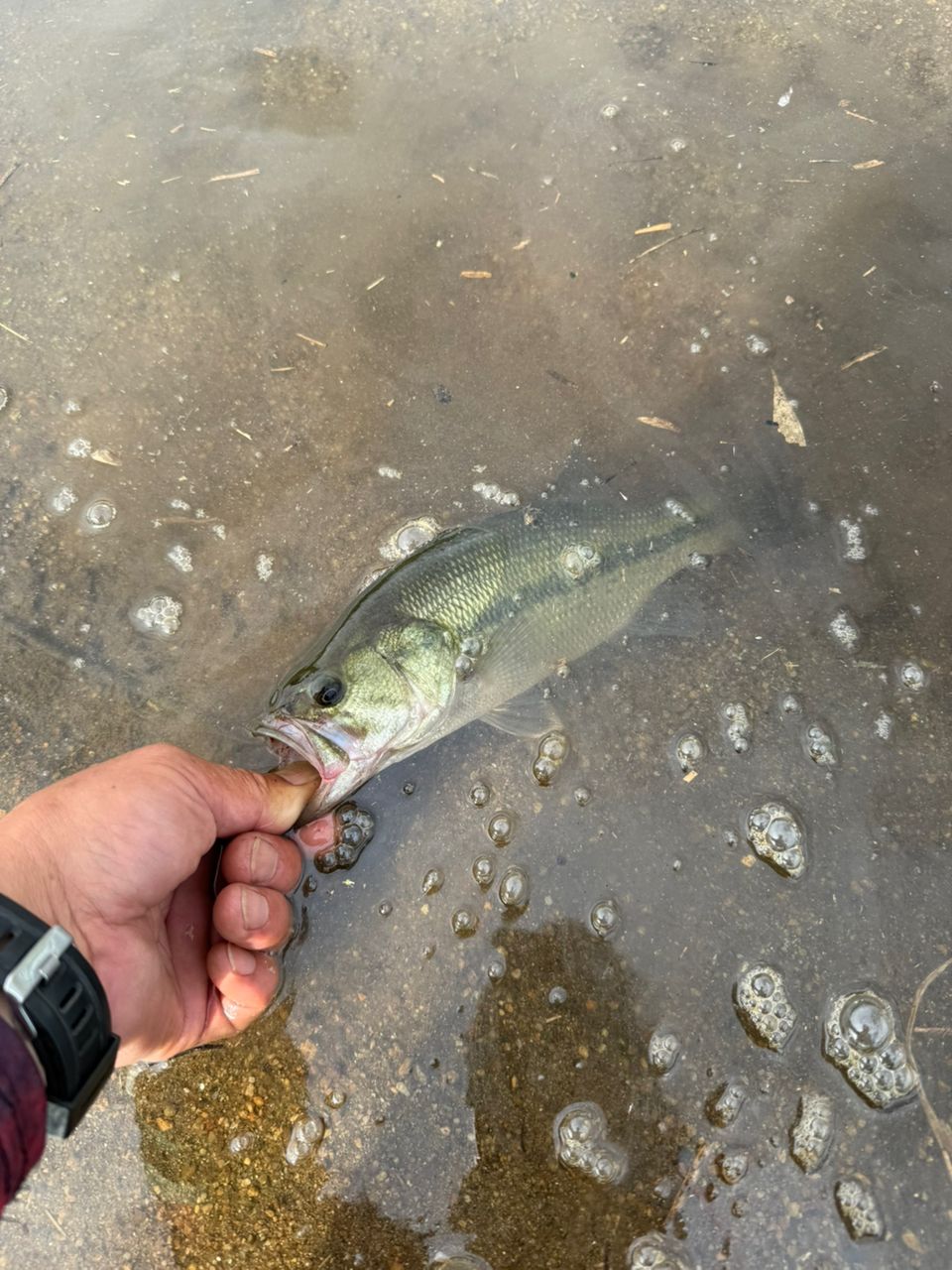 ラージマウスバス