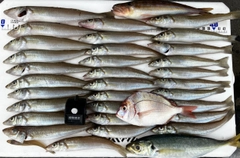 シロギスの釣果