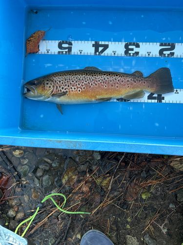 ブラウントラウトの釣果