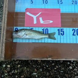 ラージマウスバス