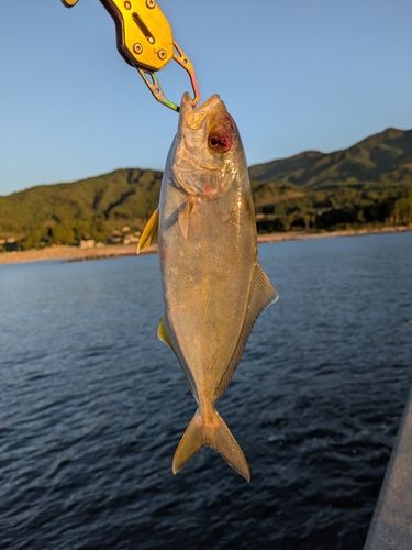 ショゴの釣果
