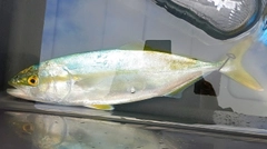 フクラギの釣果