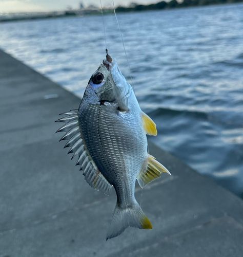 キビレの釣果