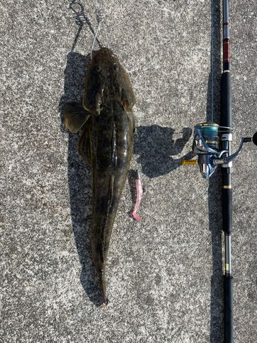 マゴチの釣果