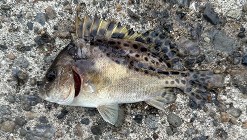 コショウダイの釣果
