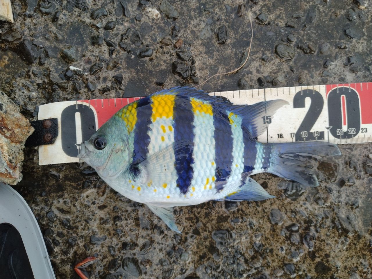 オヤビッチャ