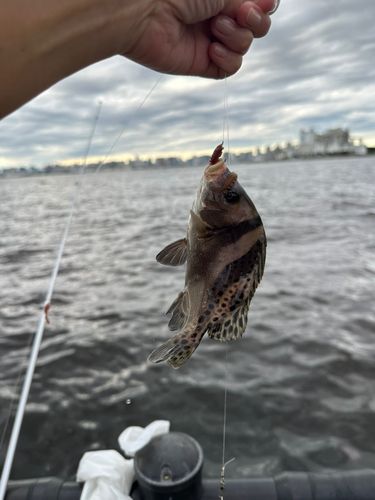 コショウダイの釣果