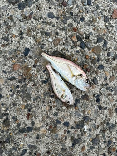 イシモチの釣果