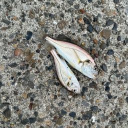 イシモチ