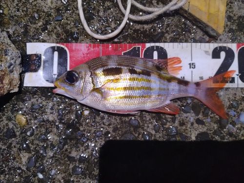 ノコギリダイの釣果