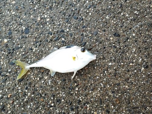ギマの釣果