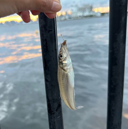 若洲海浜公園海釣り施設