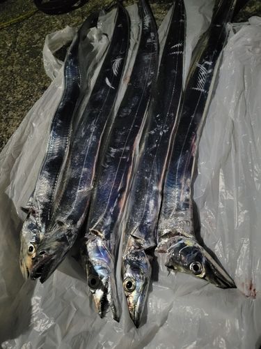 タチウオの釣果