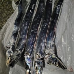 タチウオ