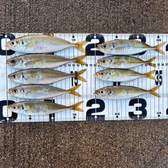 アジの釣果