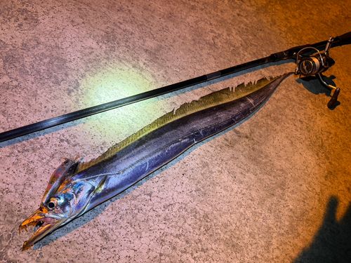 タチウオの釣果