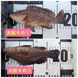 オオモンハタ