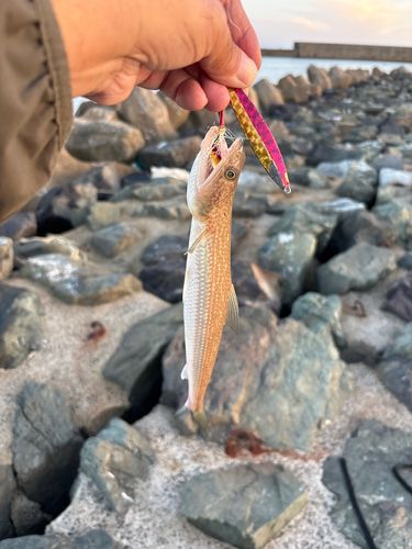 エソの釣果