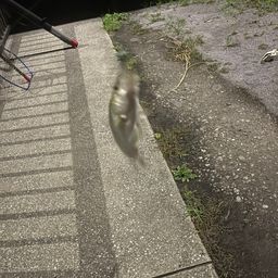 シーバス