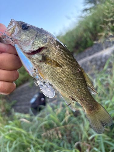 ラージマウスバスの釣果